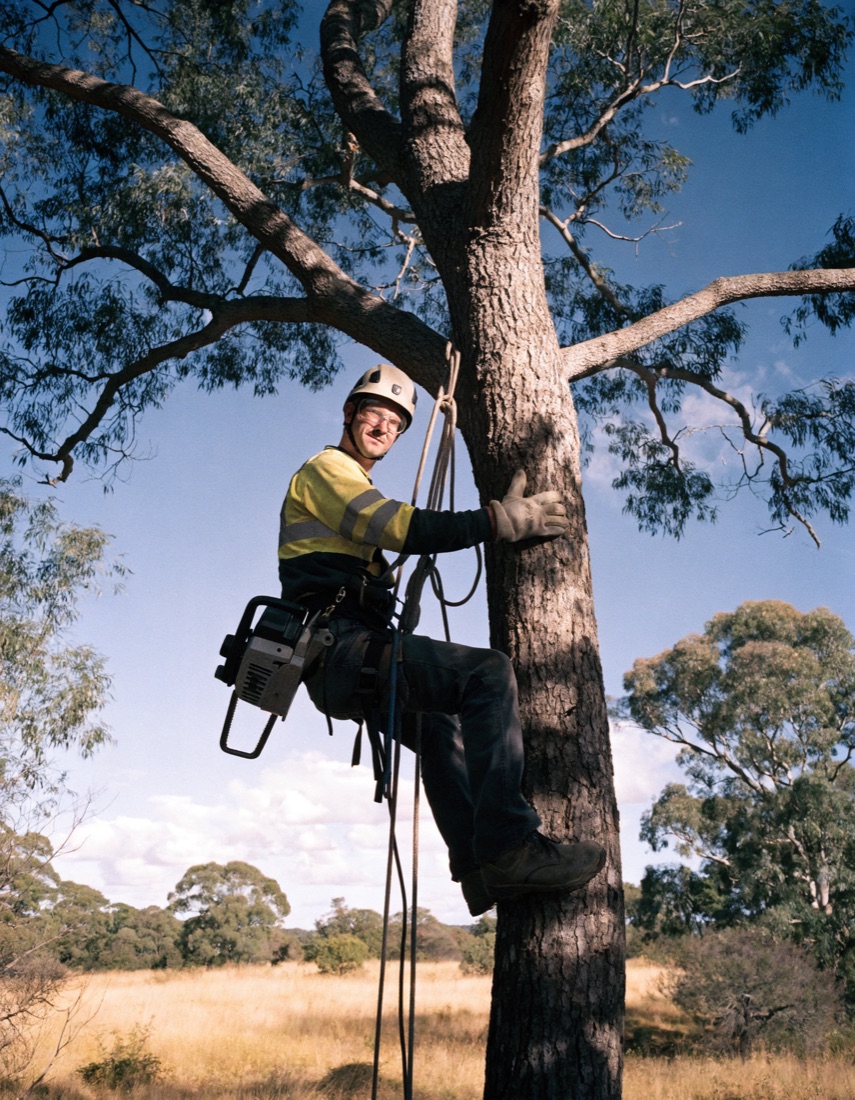 Arborist climbing a tree with a chainsaw during a tree removal job